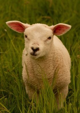 cute little sheep in grass