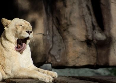 yawning lioness