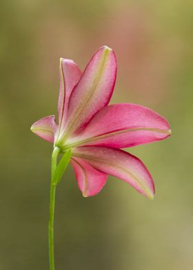 Pink lily from behind