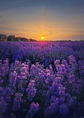 lavender field in sunset
