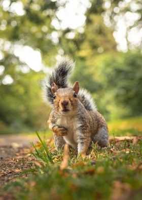 Squirrel Looking For Nuts