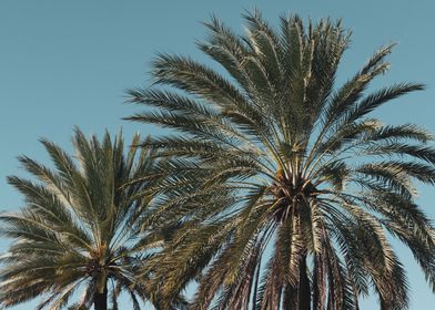 Caribbean Palm Trees 6