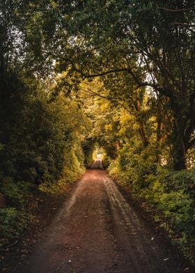 Golden Tree Tunnel