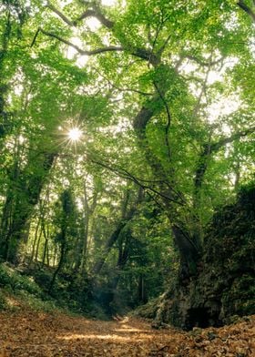 Magic Autumn Forest