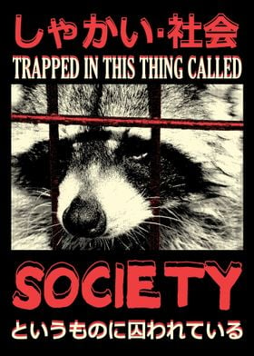 Society Raccoon Japanese