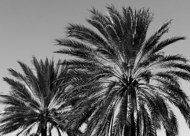 Caribbean Palm Trees 7