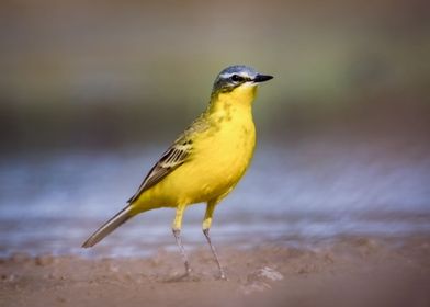 Young yellow wagtail