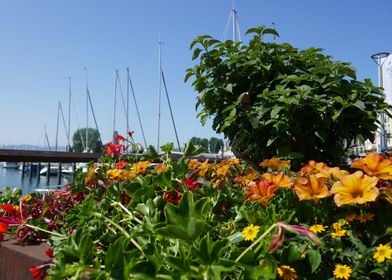 photo orange flowers