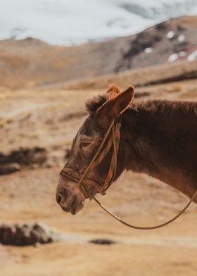 Peruvian horse