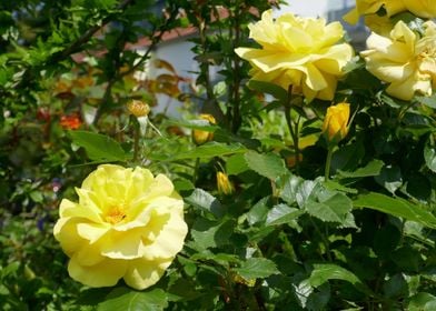 photo yellow roses 2