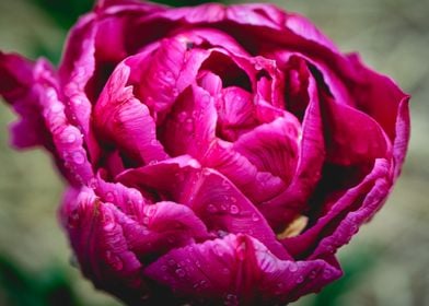 Purple wet tulip