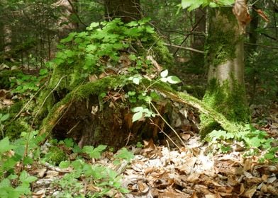 photo tree stump