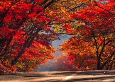 Autumn Maple forest 