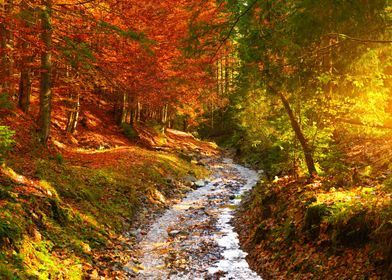 River in autumn forest