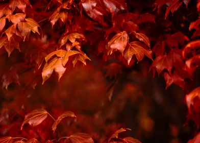 Red Maple Leaves Autumn