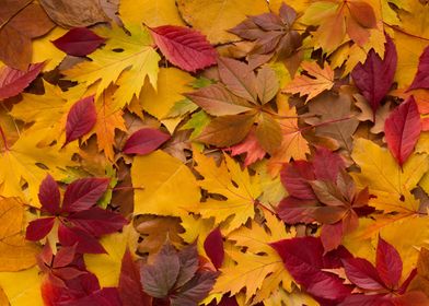 Many autumn leaves forest