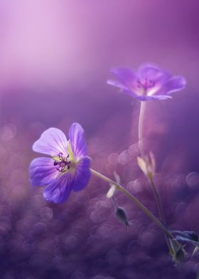 Purple summer flower,macro