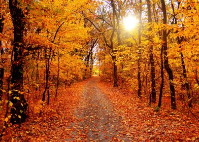 Autumn landscape forest