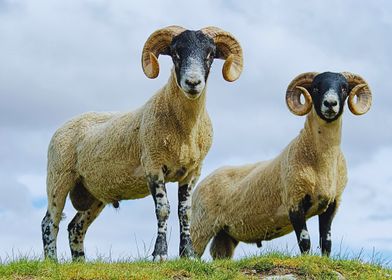 Two Cute Sheep