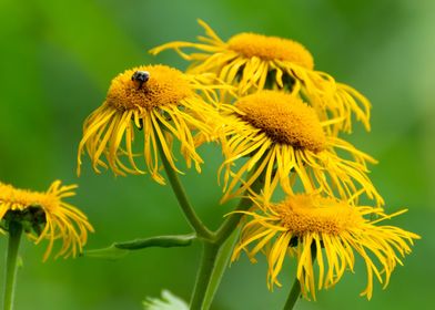 Telekia speciosa