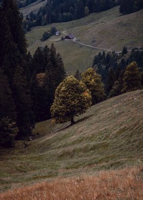 Moody Autumn Tree