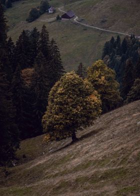 Moody Autumn Tree