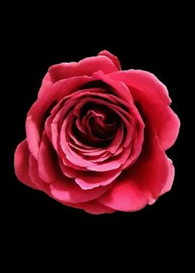Red Love rose
