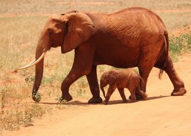 Elephant Mother and baby