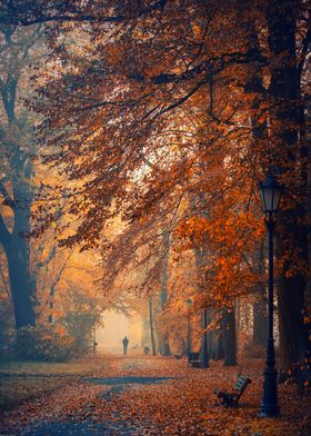 Autumn morning foggy park