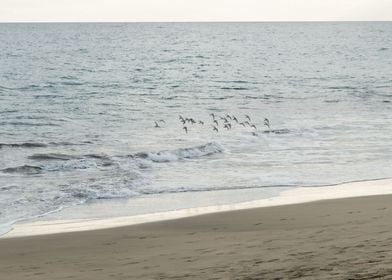 Birds Atlantic Ocean 1