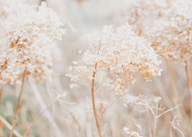 Soft dried flowers 1