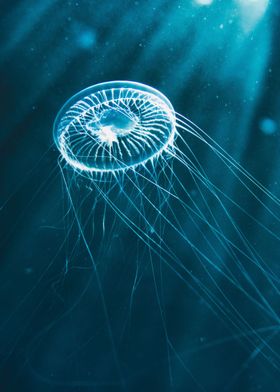 Stunning jellyfish