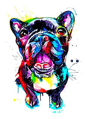 French Bulldog