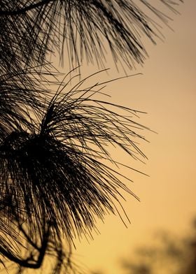 Tropical Trees Sunset