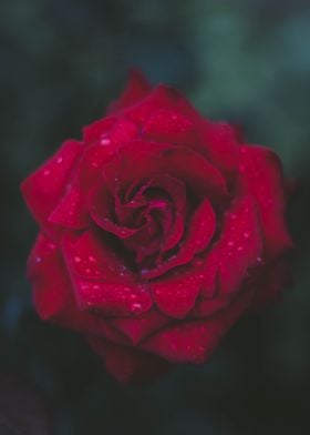 Captivating red rose