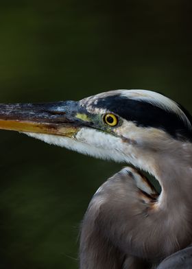 Great Blue Heron Close Up