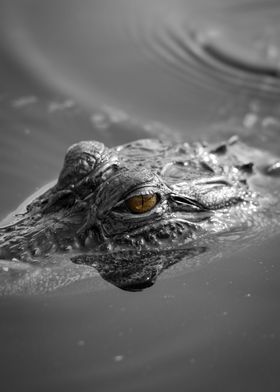 Baby American Alligator