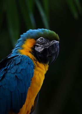 Macaw Close Up Portrait