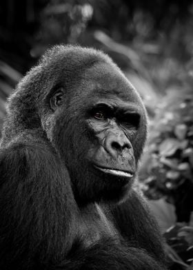 Gorilla Close Up Portrait