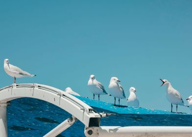 talking seagulls