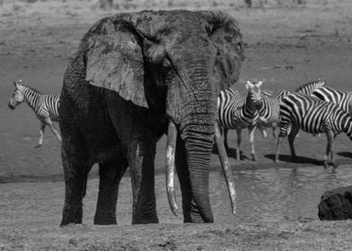 Majestic African Elephant