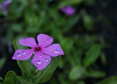 Dew Covered Flower