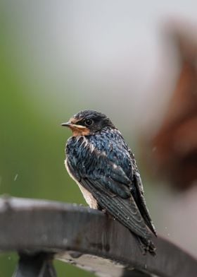 Barn Swallow Chick In Rain