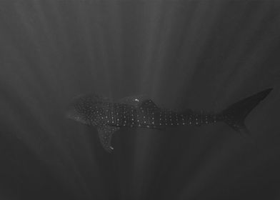 Whale Shark In Deep Blue