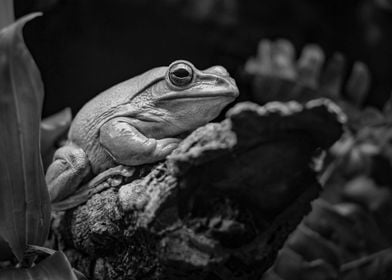 Chilling Green Tree Frog