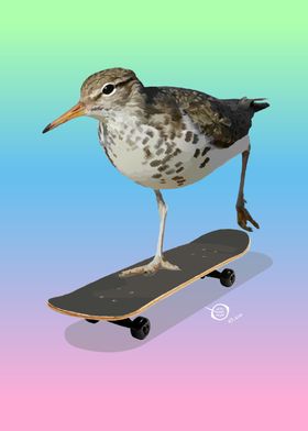 Bird Skateboarding