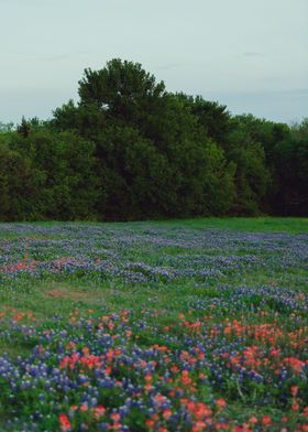 Texas bluebonnets