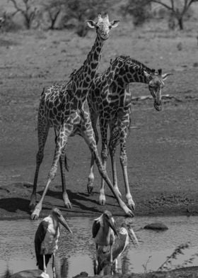 Two Giraffes At Waterhole