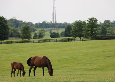 Grazing Horses