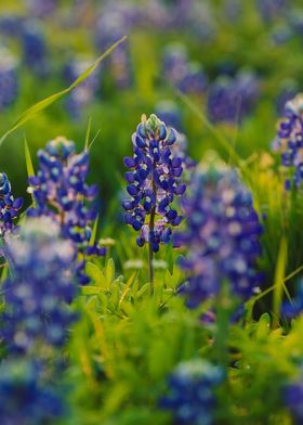 Bluebonnet